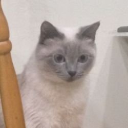 Аватар пользователя