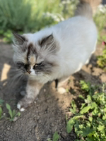 Аватар пользователя