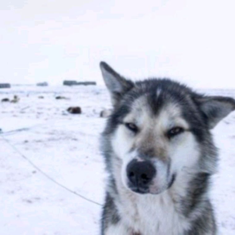 Аватар пользователя