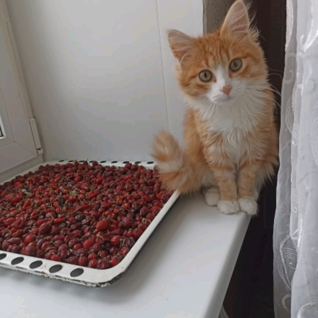 Аватар пользователя