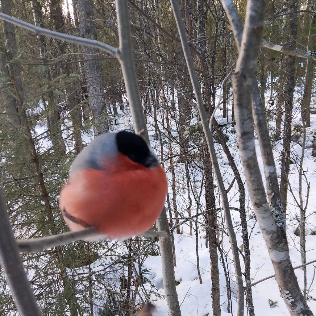 Аватар пользователя