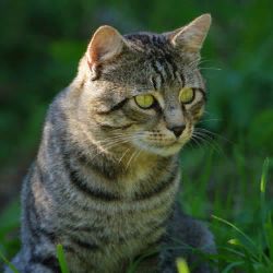 Аватар пользователя