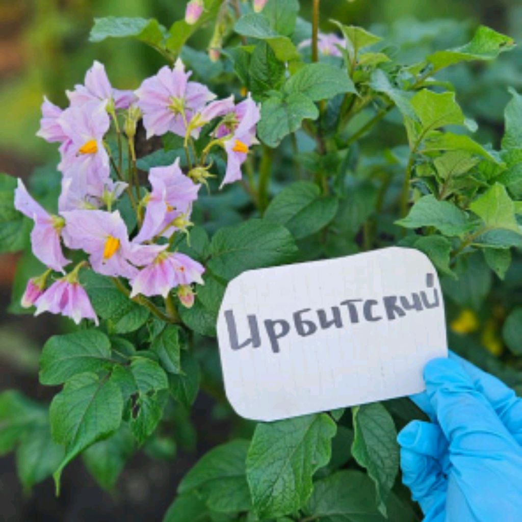 Аватар пользователя