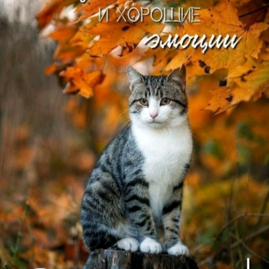 Аватар пользователя