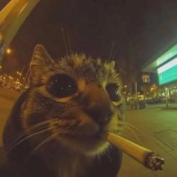 Аватар пользователя