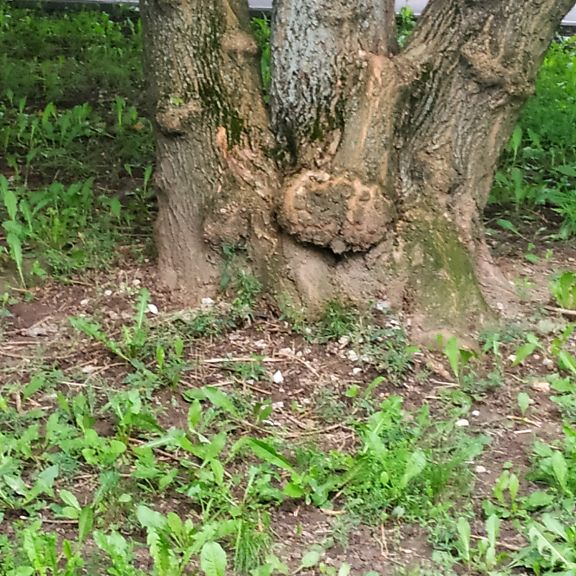 Аватар пользователя