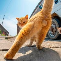 Аватар пользователя