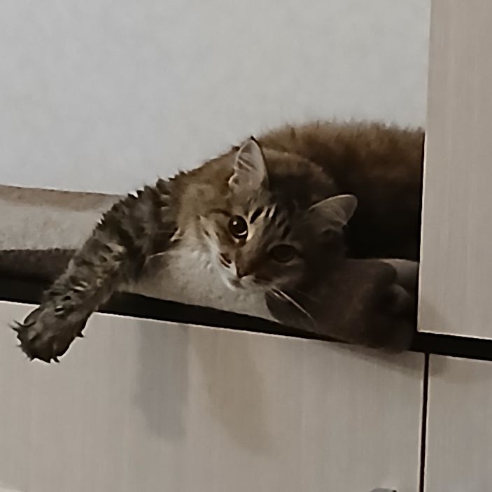 Аватар пользователя