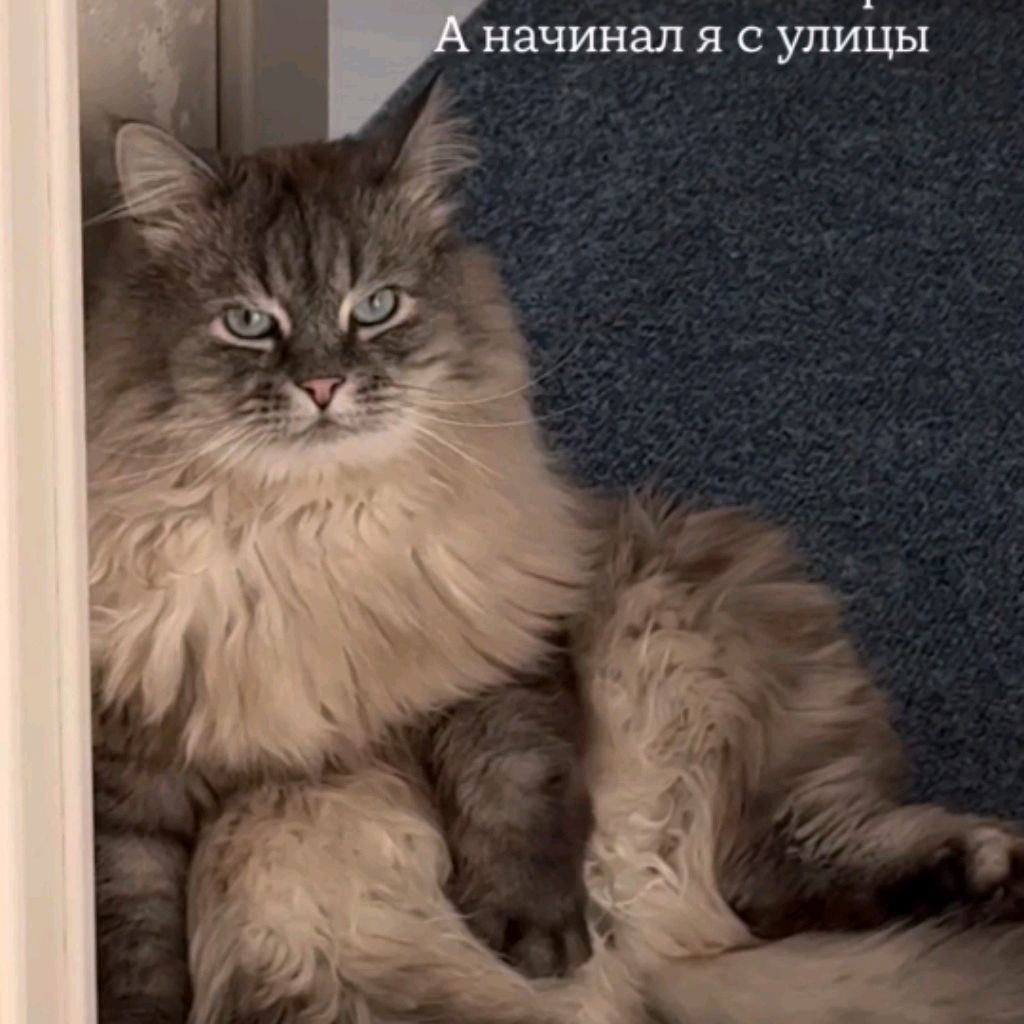 Аватар пользователя