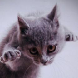 Аватар пользователя