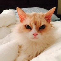 Аватар пользователя